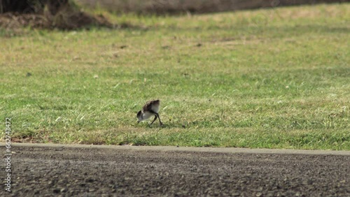 Masked Lapwing Plover Baby Chick Pecking Grass. Maffra, Gippsland, Victoria, Australia. Daytime photo