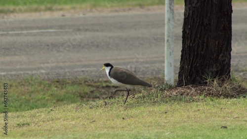 Masked Lapwing Plover Hopping On One Leg On Grass By Roadside. Maffra, Gippsland, Victoria, Australia. Daytime photo