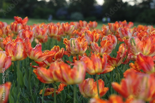 Orange tulips (ID: 662749422)