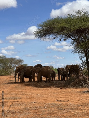 Photography elephants in the savannah