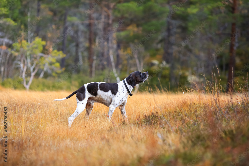 Dog english pointer Dog english pointer