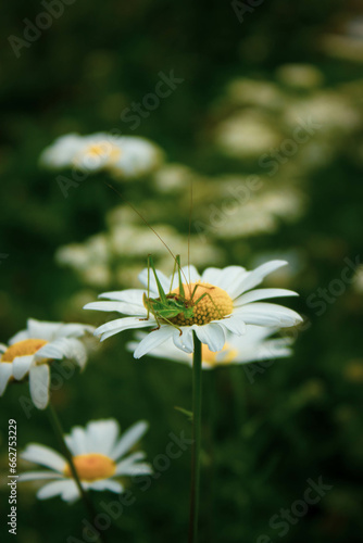 A grasshopper sits on a daisy. Close-up photo