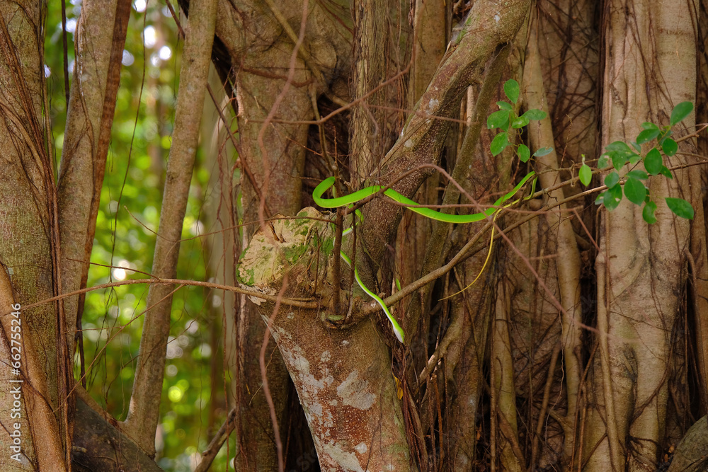 Oriental Whip Snake (Ahaetulla prasina) curled on a branch of a banyan tree in a park. This bright green snake is native to Singapore, and is mildly venomous. Spotted in yishun park. Oriental Whip Snake (Ahaetulla prasina) curled on a branch of a banyan tree in a park. This bright green snake is native to Singapore, and is mildly venomous. Spotted in yishun park.