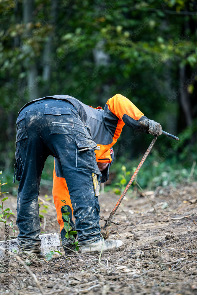 Planting a forest, artificial forest regeneration. Beech seedlings with a covered root system. Planting a forest, artificial forest regeneration. Beech seedlings with a covered root system.
