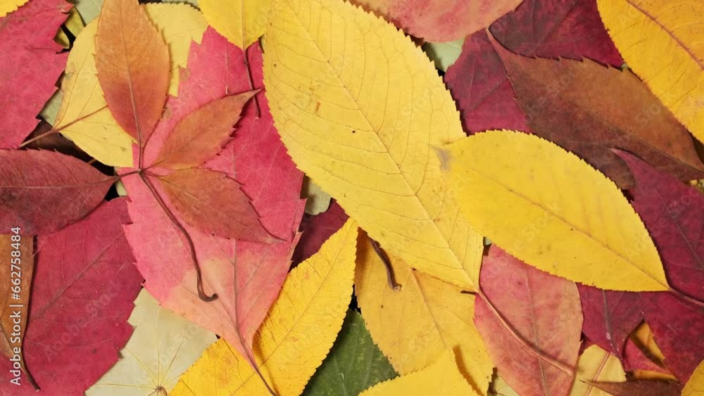 Autumn colorful leaves rotation. Background of yellow and red leaves rotate. Vertical video