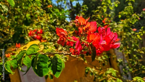 Wallpaper Mural red and yellow flowers Torontodigital.ca