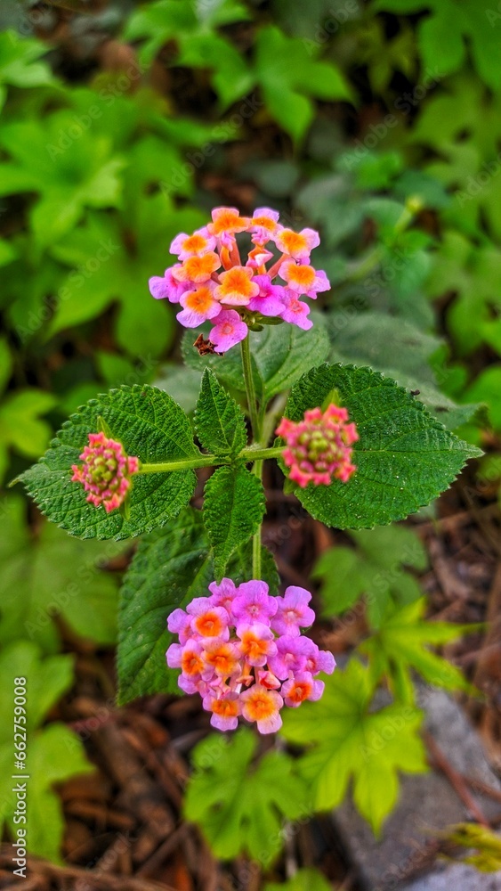flowers in the park flowers in the park
