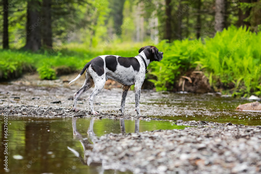 Dog english pointer 