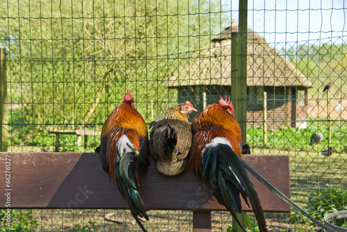 Sitzende Hühner auf einer Bank © Heidi Bollich