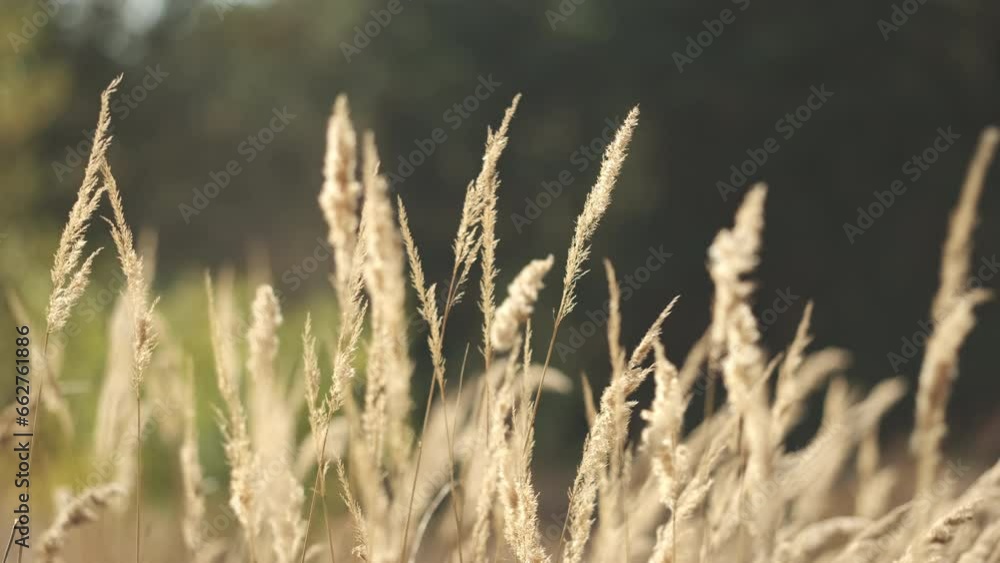 Dry wild grass in evening sunshine Dry wild grass in evening sunshine
