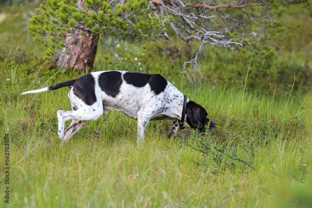 Dog english pointer Dog english pointer