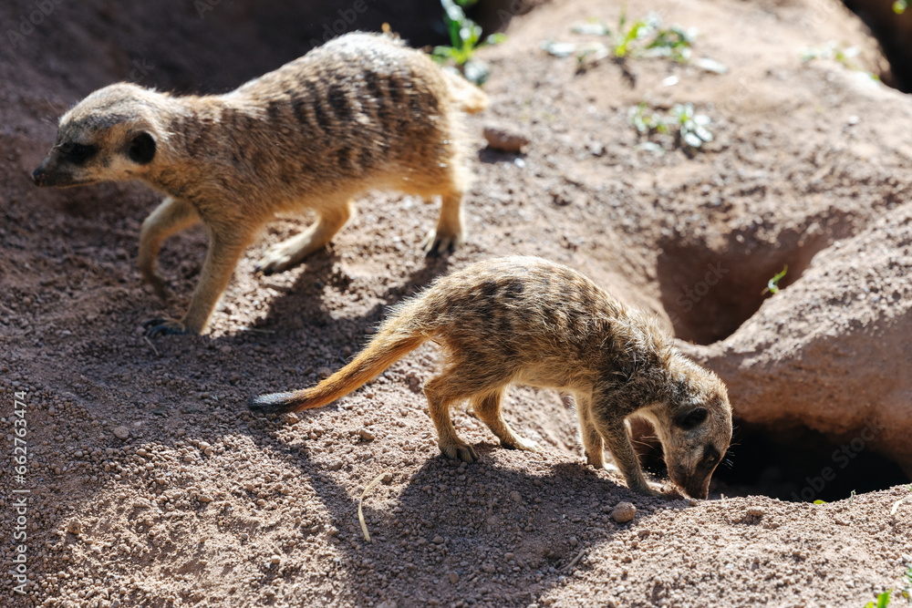 Obraz premium Meerkat family at the Munich Zoo