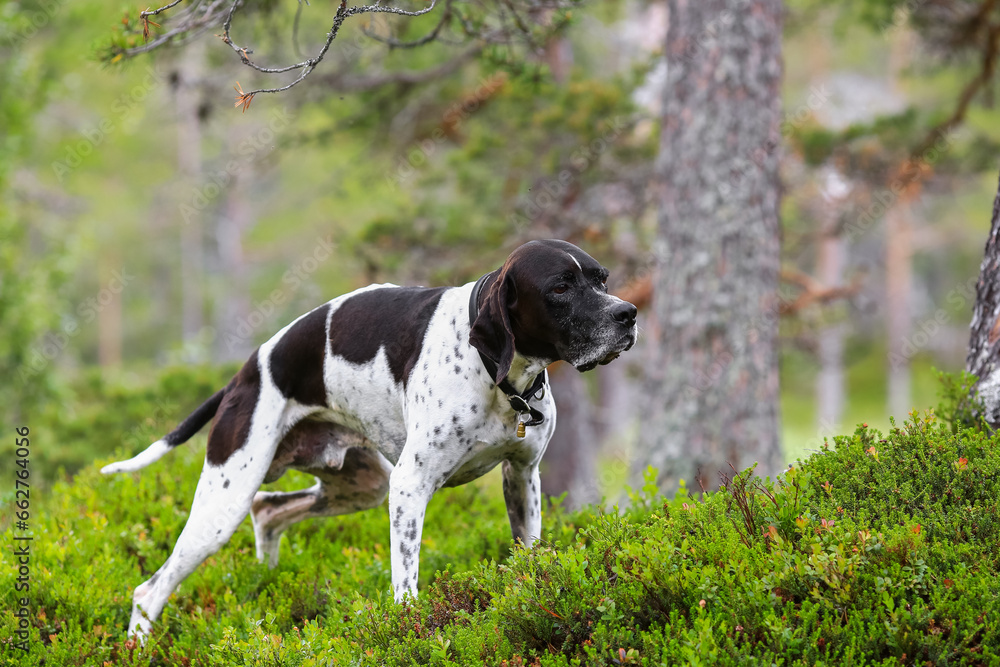 Dog english pointer 