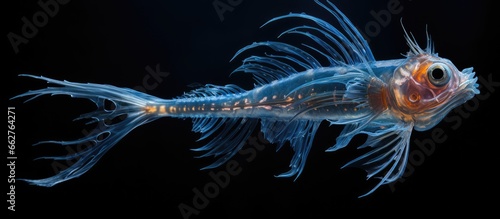 Deep sea creature Sloane viperfish Chauliodus sloani With copyspace for text
