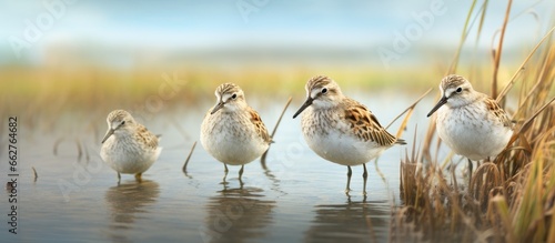 Fotografia Coastal salt marshes with sandpipers standing in water With copyspace for text