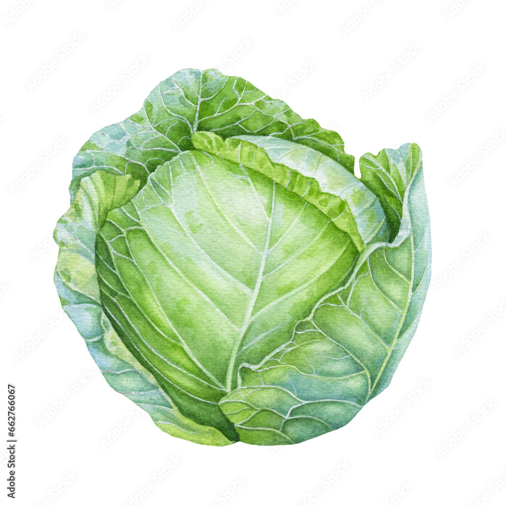 Fototapeta premium Watercolor cabbage isolated on white background.