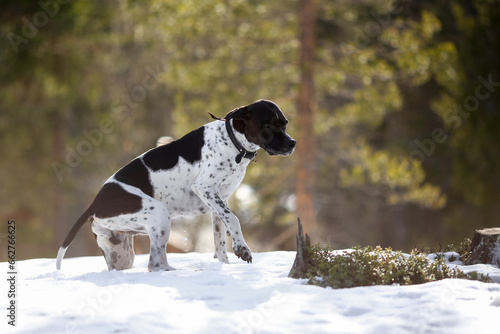 dog english pointer 