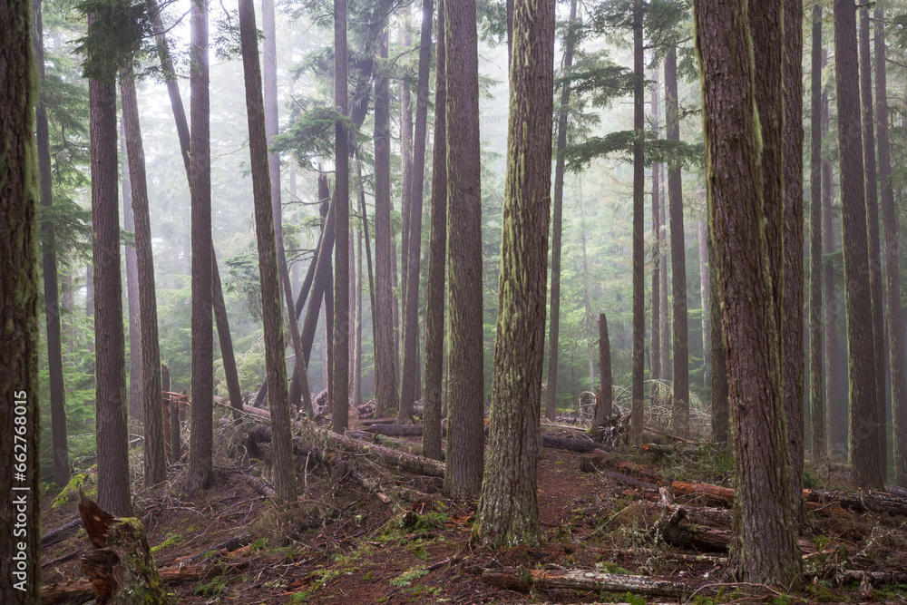 Fog in the forest Fog in the forest