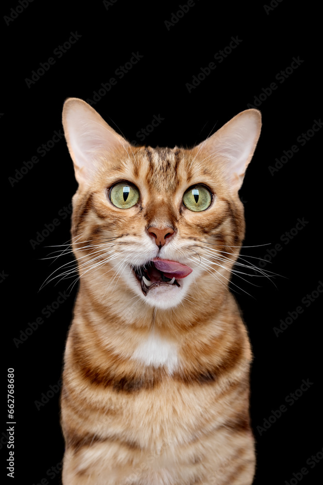 Bengal cat licks its mouth on a black background.