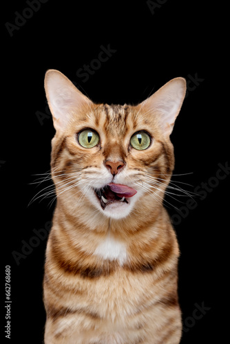 Bengal cat licks its mouth on a black background.
