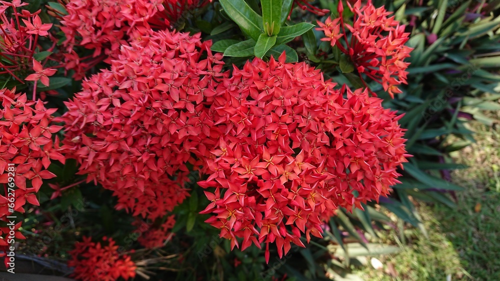 Beautiful red Ixora flower, spike flowers with natural green leaf and blurry background
Beautiful red Ixora flower, spike flowers with natural green leaf and blurry background