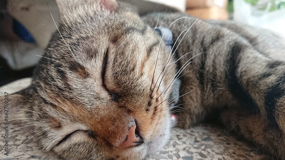 Cat kitty is sleeping outdoors on floor,