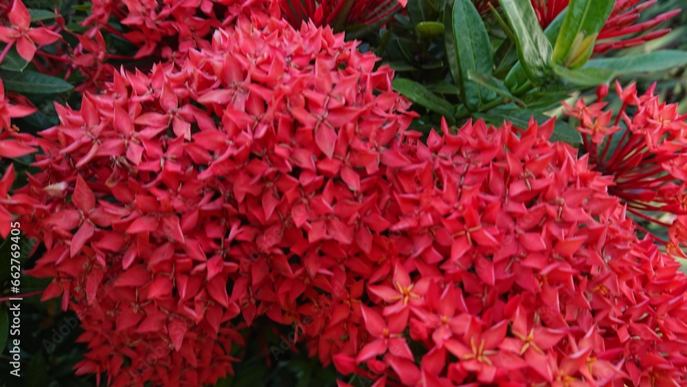 Beautiful red Ixora flower, spike flowers with natural green leaf and blurry background
