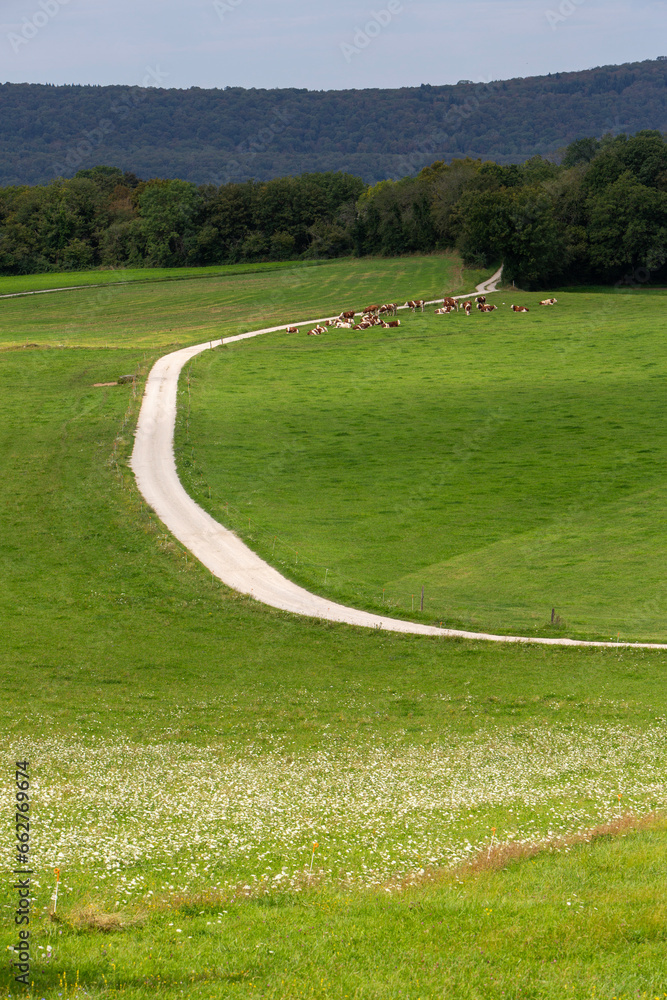 Obraz premium summer flowers in green jura countryside landscape in france