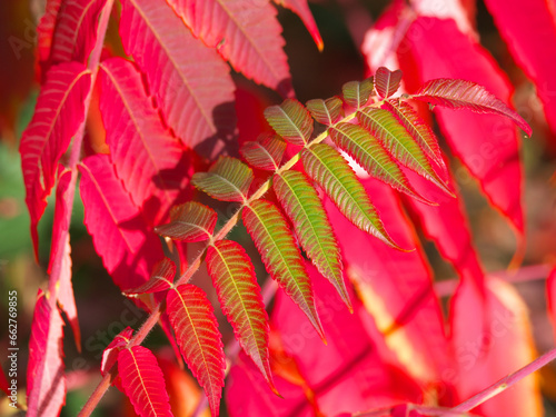 Rote und grüne bunte Fiederblätter des Essigbaums im Herbst photo