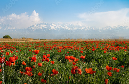 Fields of red poppies on the background of a mountain range. Zailiysky Alatau is a high mountain range
