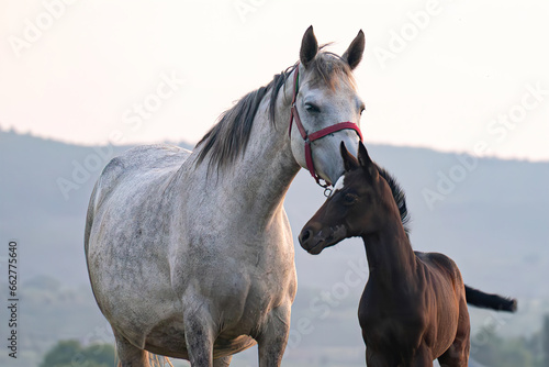 Portrait of a mare and foal close-up on the background of mountains