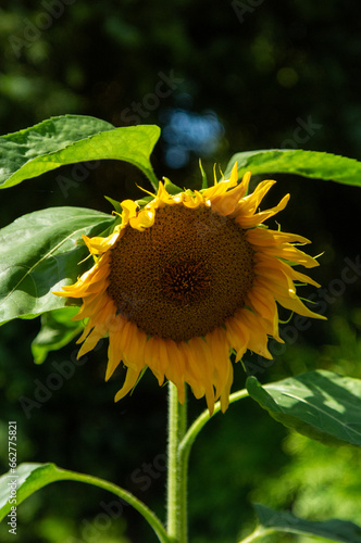 Sonnenblume mit einem unscharfen und dunklen Hintergrund