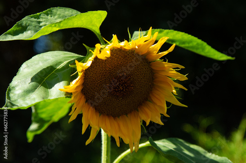 Sonnenblume mit einem unscharfen und dunklen Hintergrund