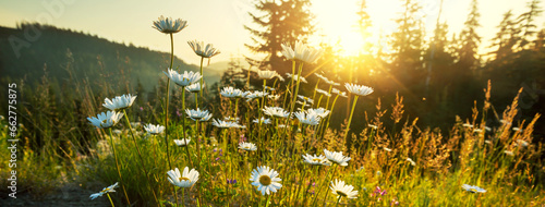 Obraz na plátne Meadow