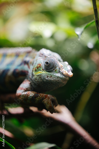 Chameleon at the Munich Zoo