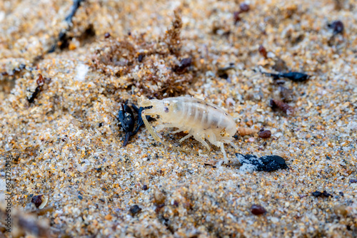 macro close up of a sea flea or sand hopper  Talitrus saltator  on the sea sand with blurred background