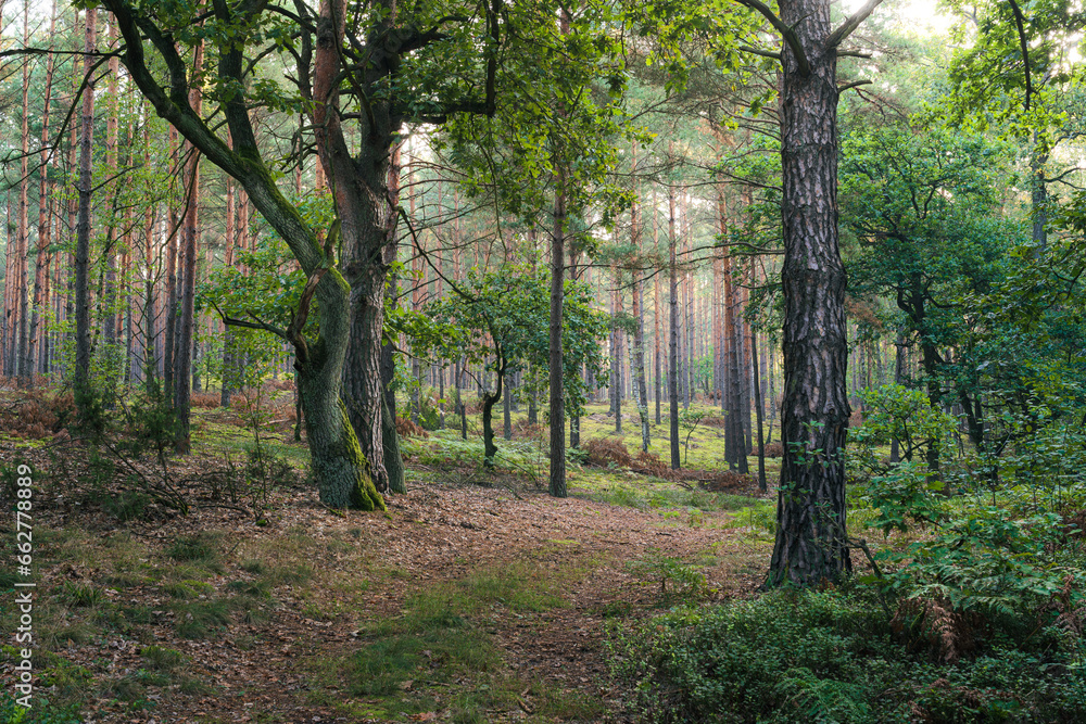 Piękne drzewa liściaste w lesie. Park narodowy na Mazowszu w Polsce. początek polskiej jesieni - obrazy, fototapety, plakaty 