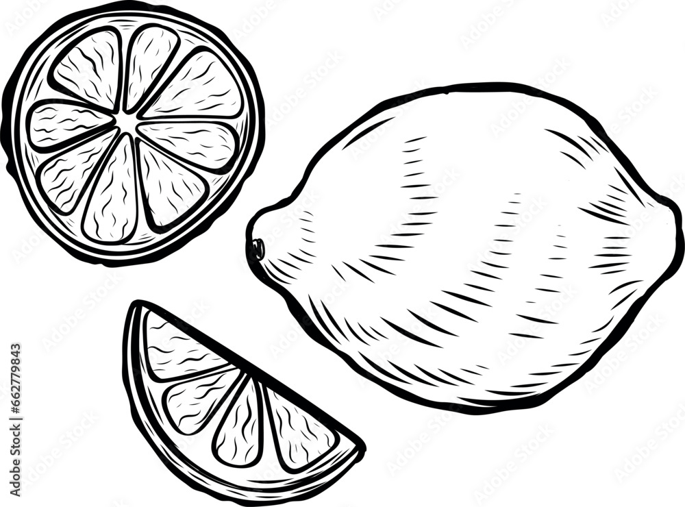 Lemon line drawing vector illustration. Lemon line drawing vector illustration.