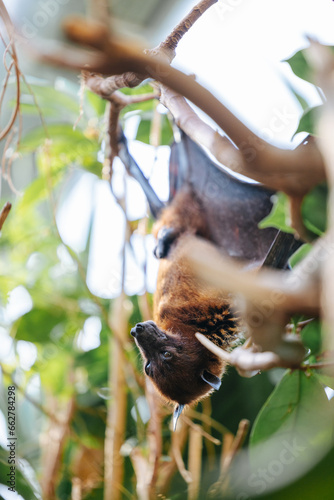 Male flying fox hanging upside down at the Munich zoo