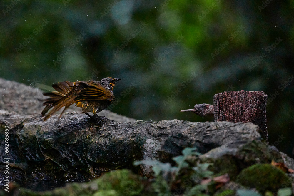 Streak-eared bulbul splashing water