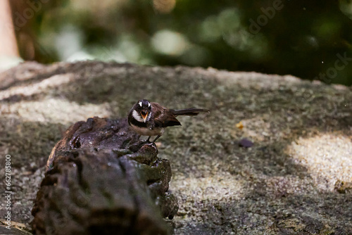 Malaysian pied fantail on ground