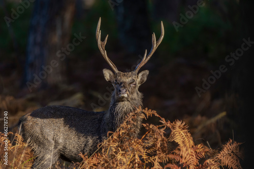 Male Sika Deer
