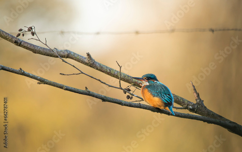 Kingfisher  - Zimorodek