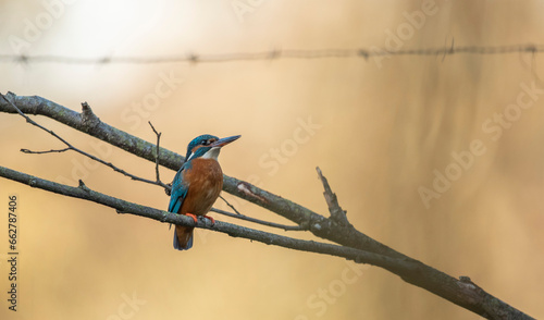 Kingfisher  - Zimorodek
