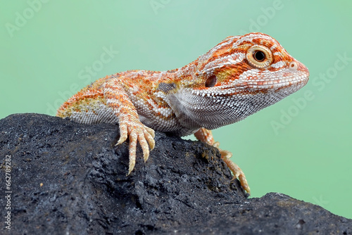 A small bearded dragon on a rock