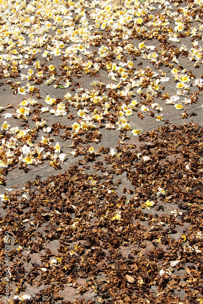 Obraz premium White flowers and withered flowers on a gray pavement.