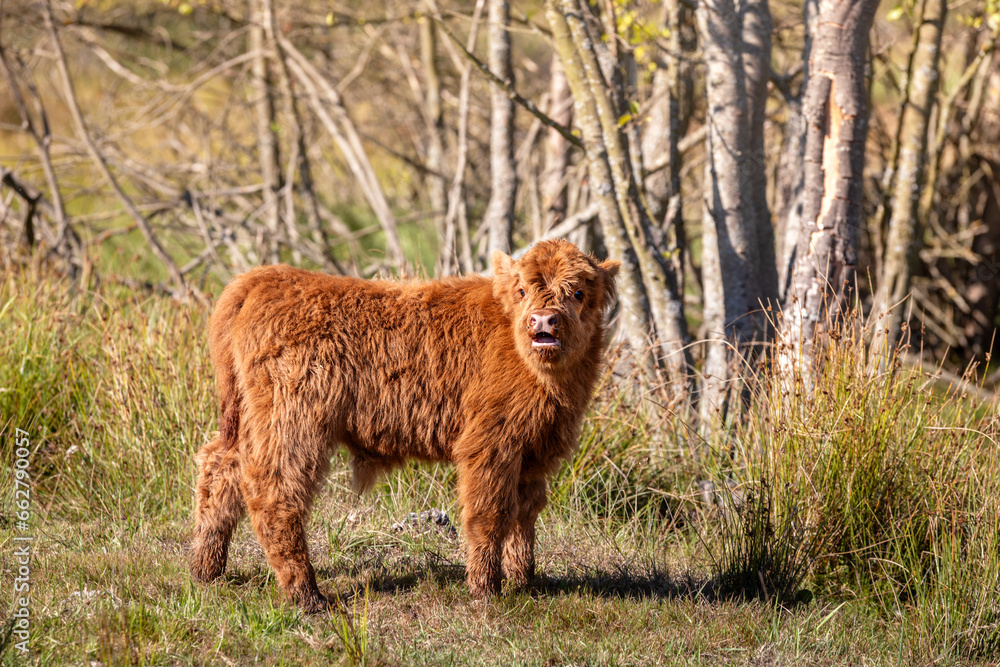 Fototapeta premium Beautiful Highland cow calves in the nature