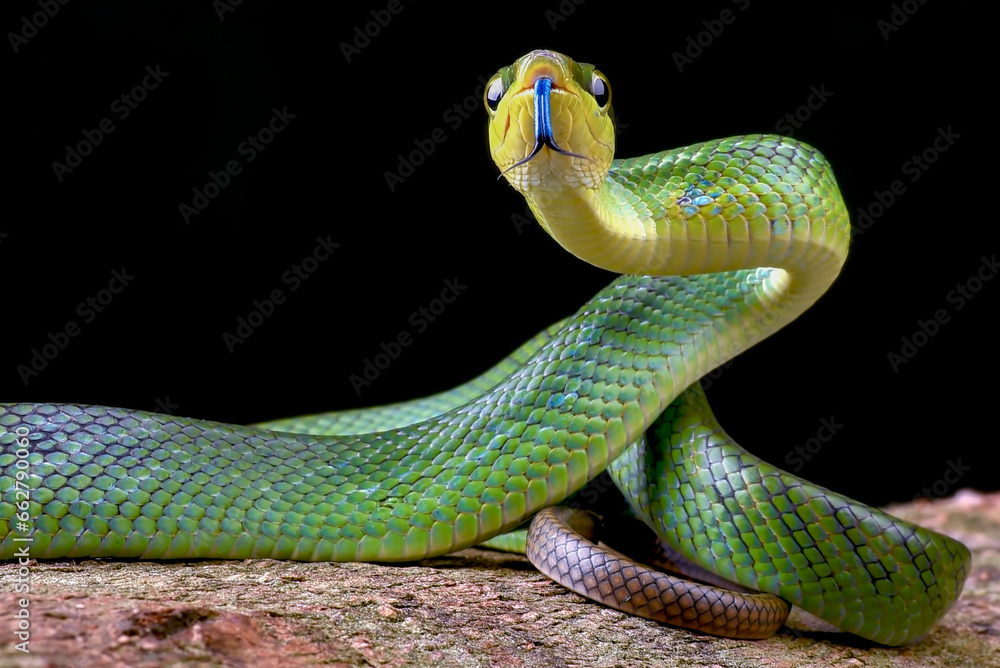 Fototapeta premium The red-tailed racer on a black background