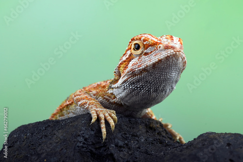 A small bearded dragon on a rock