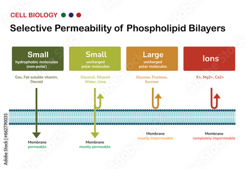 Infographic of Selective Permeability of Phospholipid Bilayers in Cell Membrane